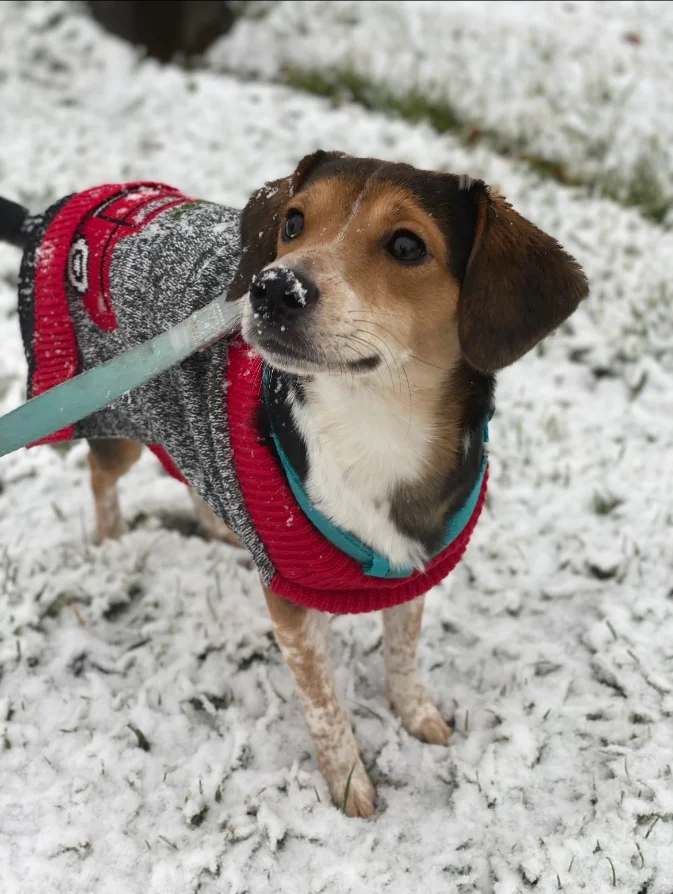 Ness, a small dog in a red coat, standing in snow